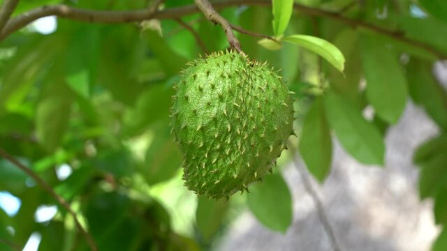 Green fresh tropical fruit Soursop or Annona muricata or Sirsak, still hanging on the tree on the island of Zanzibar, Tanzania, East Africa, close up
