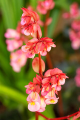 Obraz premium pink begonia flowers in the garden