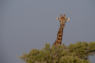 giraffe in africa