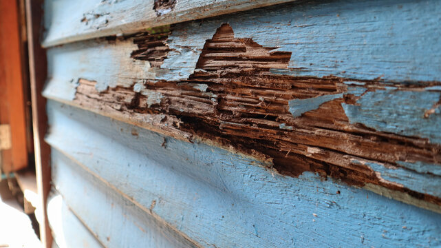 The old wooden house wall decayed from termites and exposed to the sun outside the building.