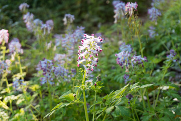 春の光を浴びる野花