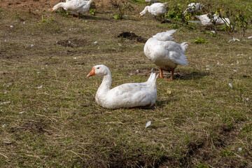 Obraz premium White geese. White geese walk on the farm.