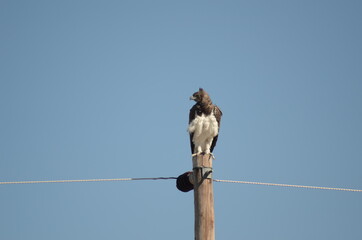 bird on a pole