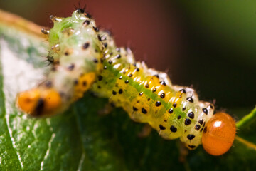Macro shot of small caterpillar on a rose leaf