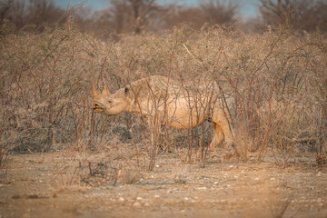 Animals in Etosha National Park, Namibia