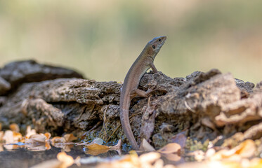 Close up shot of European green lizard, lacerta viridis.