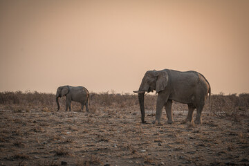 Animals in Etosha National Park, Namibia