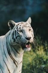 white tiger portrait