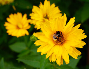 A bee collecting nectar from yellow calendula