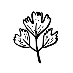 Herbs. Ink plant. Black color. Vector illustration isolated on white background. Little leaf. 