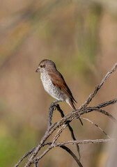 Close up of Juvenile Red-backed shrike (Lanius collurio) in nature