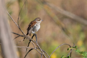 Close up of Juvenile Red-backed shrike (Lanius collurio) in nature