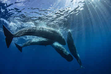A pod of whales in deep blue ocean, underwater shot of The sperm whales or cachalot (Physeter...
