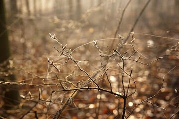 March in the forest, morning dew on bush branches and cobweb