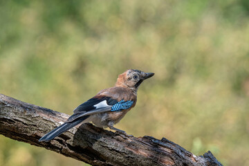 Closeup of Eurasian Jay ( Garrulus glandarius) in its natural habitat