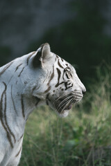 white tiger portrait