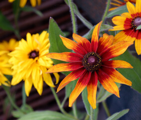 Rudbeckia is blossoming in garden