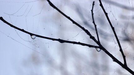 Autumn morning, rainy day in the forest, raindrops on a cobweb