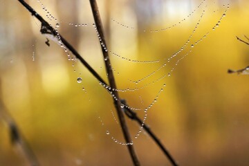 Autumn morning, rainy day in the forest, raindrops on a cobweb