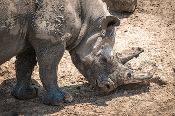 Obraz premium Animals in Etosha National Park, Namibia