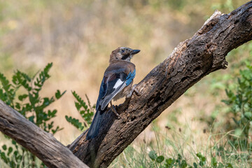Closeup of Eurasian Jay ( Garrulus glandarius) in its natural habitat