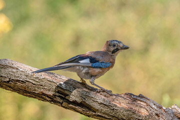 Closeup of Eurasian Jay ( Garrulus glandarius) in its natural habitat