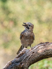 Closeup of Eurasian Jay ( Garrulus glandarius) in its natural habitat