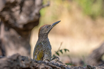 European green woodpecker (Picus viridis), wildlife in nature