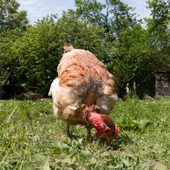 Isolated close-up, female bare-necked hen grazing grass in the yard, healthy feeding of free-range poultry, organic farming in the countryside, hen during the day.