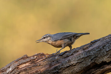 Close up picture of Eurasian nuthatch (Sitta europaea)
