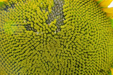 Sunflower grains close up. The middle of a sunflower grain together background.