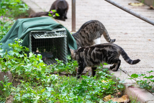 group of stray cats going to a food trap