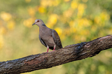 European Turtle Dove (Streptopelia turtur) sitting on the branch