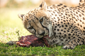 Cheetah of Etosha National Park, Namibia