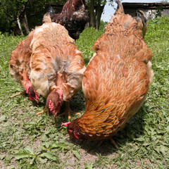 A close-up view of a flock of chickens grazing grass in the yard, organic poultry farming outdoors, a group of free-range birds in the countryside during the day.