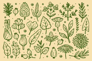 Herbs big set. Forest plants. Flower, branch, leaf, hops, cone. Natural elements. Vector illustration isolated on background.