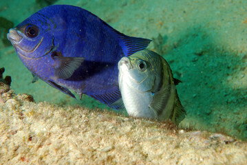 fish