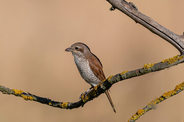 Close up of Juvenile Red-backed shrike (Lanius collurio) in nature