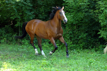 Thoroughbred sport horse galloping in the forest