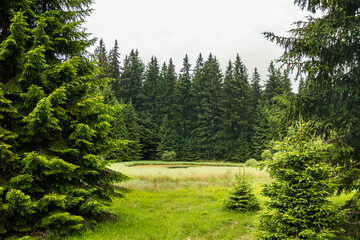 Fototapeta na wymiar Beautiful small lake surrounded with wintergreen forest. Dajicko lake on Golija Mountain in Serbia