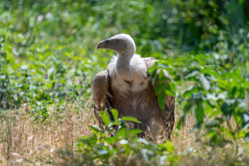 Griffon Vulture In its natural environment. Gyps fulvus.
