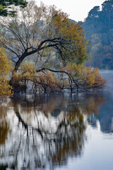 The tree of Daylesford