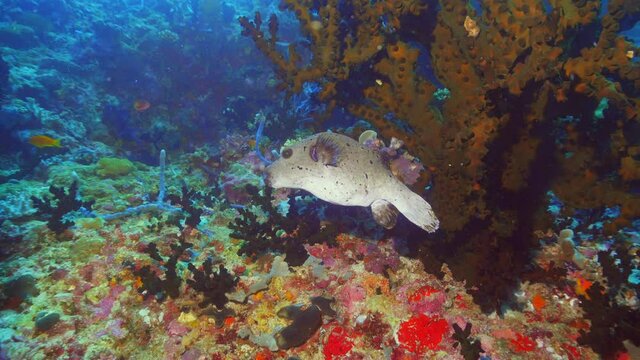 small grey pufferfish turning away from camera