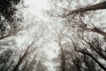 Misty forest silhouettes from Melbourne