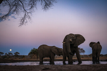 Elephants at night neat the waterhole, Chobe National Park, Botswana