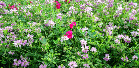 Obraz premium Floral background