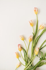 Yellow tulip flowers on white background. Holiday celebration concept