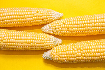 Cobs of ripe corn