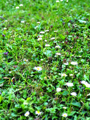 Green grass natural background texture. Wild white chamomile background. Wild daisy background .