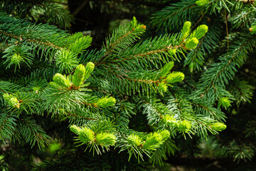 Young bright green soft needles on branch blue Christmas tree on blurred background of branches of evergreen. Selective focus. Close-up in natural sunlight. Festive mood. Nature concept for design.